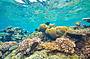4 Day PADI Open Water Learn to Dive Course