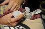 Hand Feed baby joey