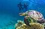Amazing Diveing