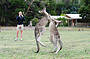 1 Day Grampians National Park Tour (with Lunch)