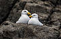 Nesting birds