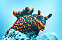 Weird but cute sea cucmbers.