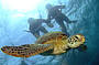 2 Day Reef & Rainforest Package