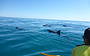 Wild dolphins passing by
