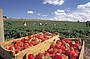 Oooohh Fresh Strawberries at Beerenberg strawberry farm