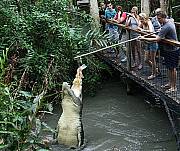 Hartleys - Big Croc Feed Experience with transfers from Port Douglas