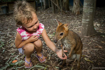 Wallaby