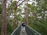 Walking the Tree Tops